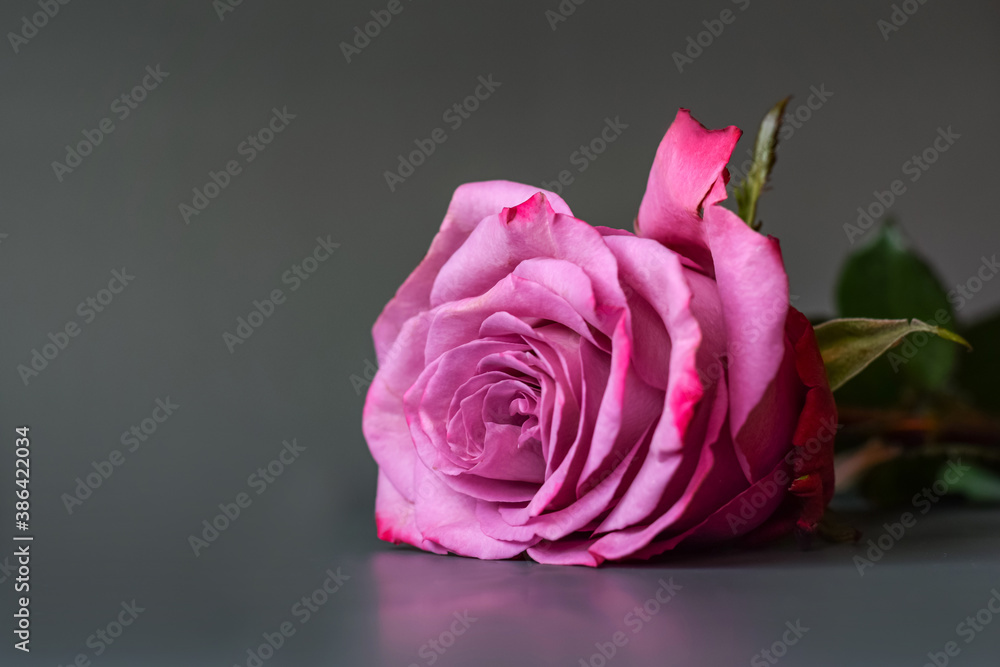 Fototapeta premium Violet rose on a gray background. One big rose. Copy space.