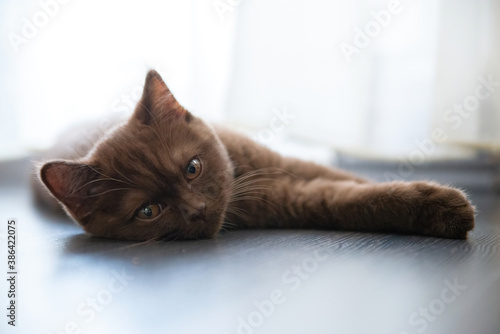 Portrait of British Shorthair cat lying