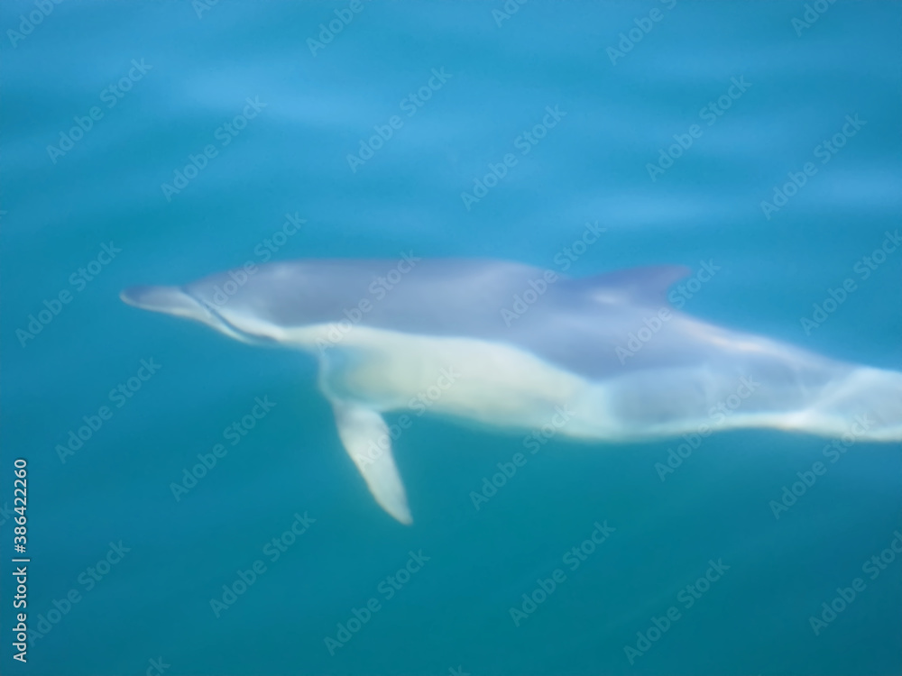 Obraz premium Free dolphins swimming and fishing in the sea