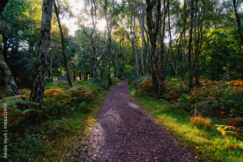 A burst of bright autumn sunlight appears over a woodland footpath