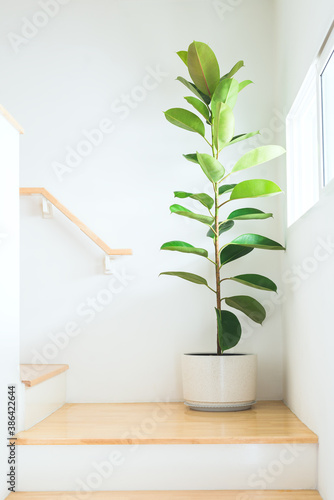 Photos Beautiful form shape of rubber tree or Ficus elastic plant in a white ceramic flower pot located near window light at middle step of stair