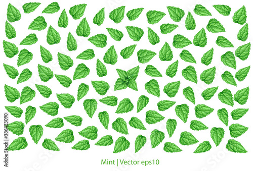 Vector pattern with fresh mint leaves. Mint isolated on white background