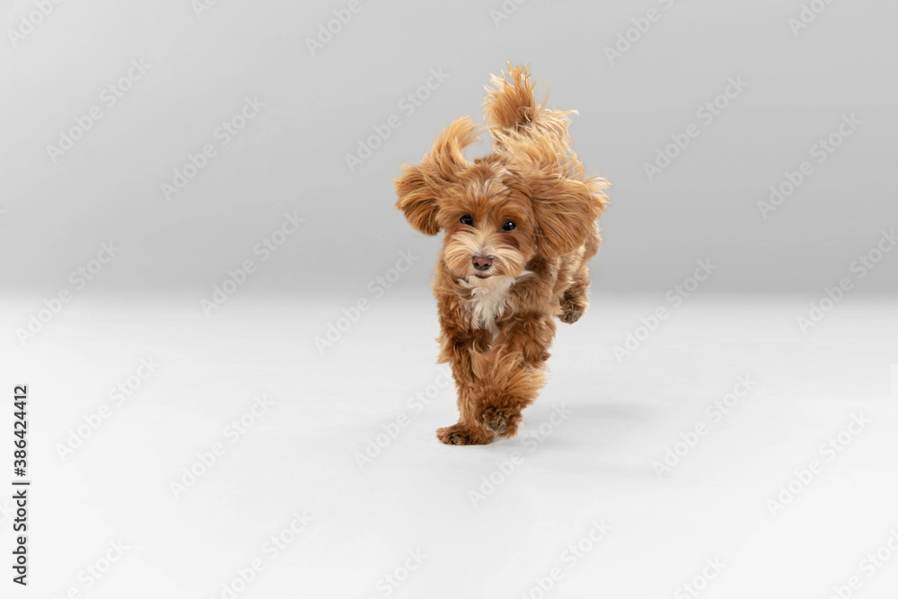 Sincere emotions. Maltipu little dog is posing. Cute playful braun doggy or pet playing on white studio background. Concept of motion, action, movement, pets love. Looks happy, delighted, funny. - obrazy, fototapety, plakaty 