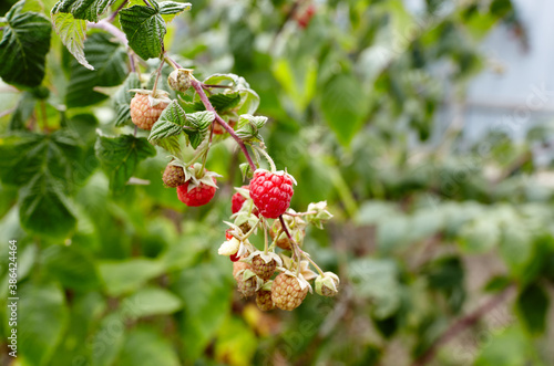 Raspberries. Growing organic berries closeup. Ripe raspberry in the fruit garden