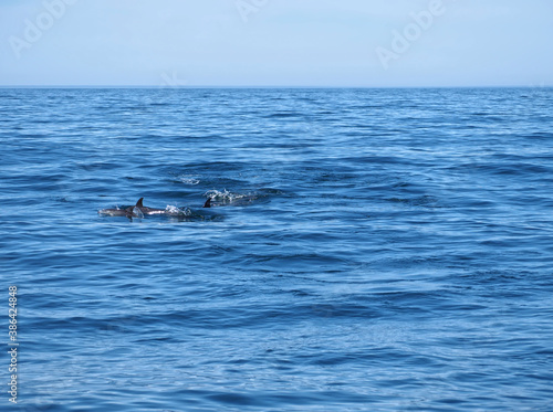 Free dolphins swimming and fishing in the sea