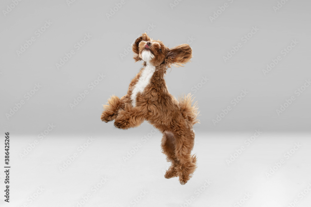 Best friends. Maltipu little dog is posing. Cute playful braun doggy or pet playing on white studio background. Concept of motion, action, movement, pets love. Looks happy, delighted, funny. - obrazy, fototapety, plakaty 