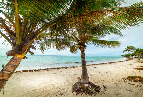 Fototapeta Naklejka Na Ścianę i Meble -  Palm trees in Saint Francois seafront in Guadeloupe