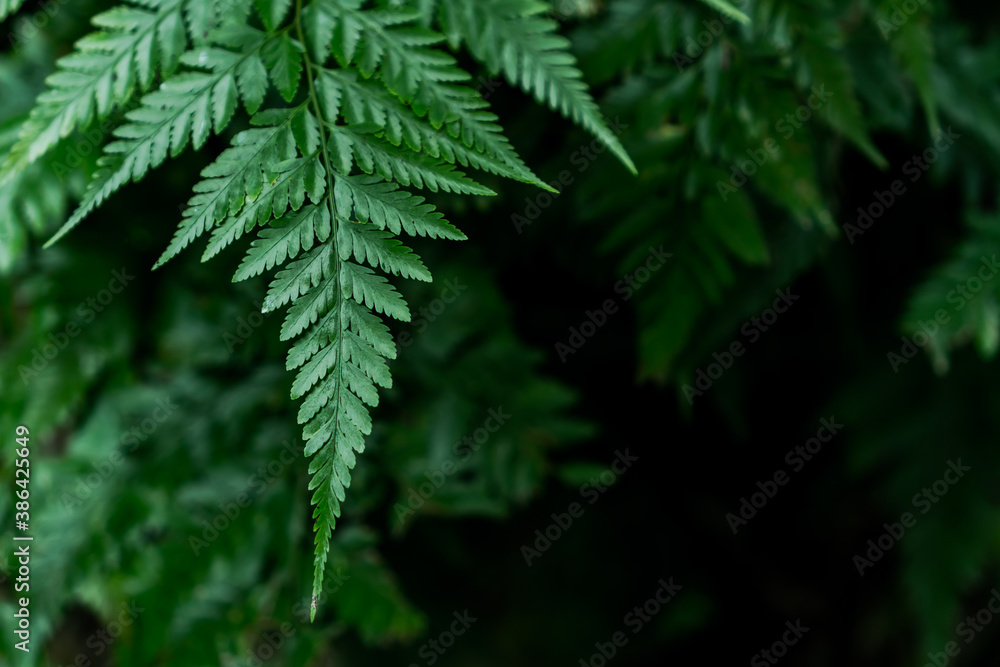 fern leaves in the forest fern leaves in the forest