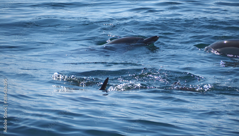 Fototapeta premium Free dolphins swimming and fishing in the sea