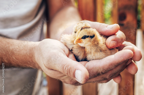 The small newborn chicks in the hands of man © Olexandr