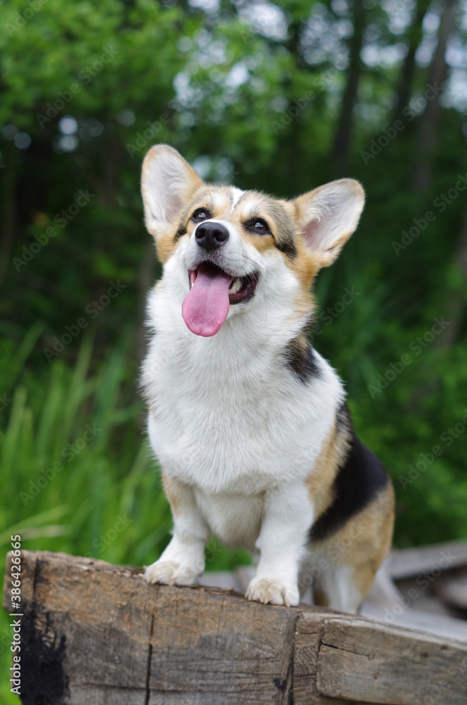 Dog's portrait, welsh corgi pembroke on the boat standing, watching, tongue out
