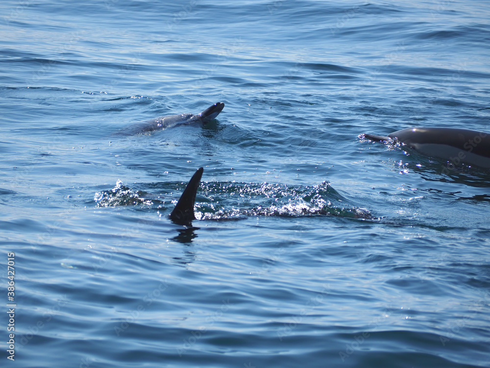 Fototapeta premium Free dolphins swimming and fishing in the sea