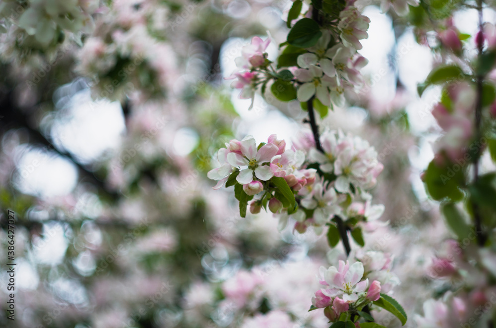 Fototapeta premium Flowering apple tree, branch with flowers, close up, in the green garden, june, Saint-Petersburg, Russia photoshoot with helious lens