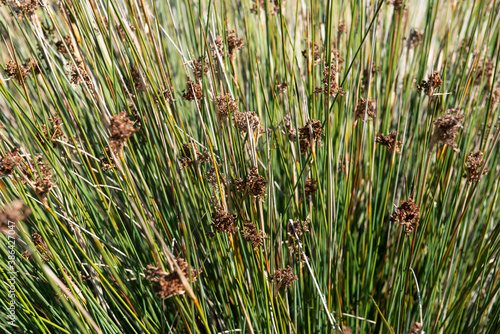 Genets ST-AYGULF Var (83)