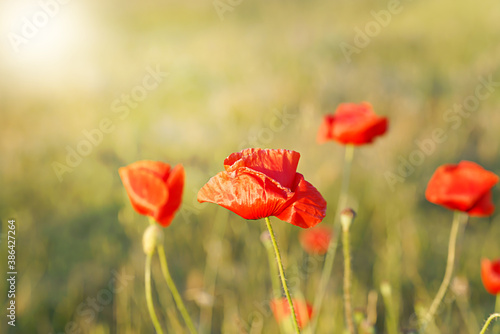 Red poppy on sunny wild field