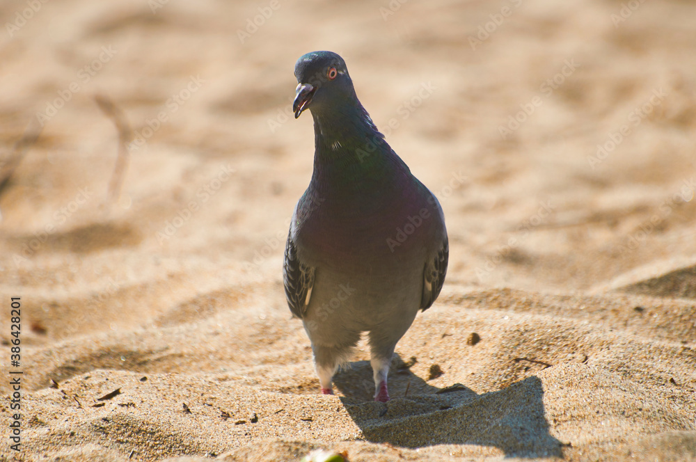 Obraz premium paloma en la playa