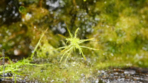 Moss sphagnum, individual plant, macro shoot with blurred background. 