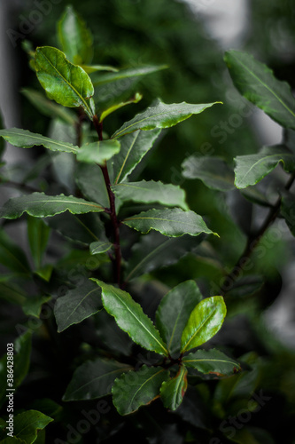 Wallpaper Mural plant Torontodigital.ca