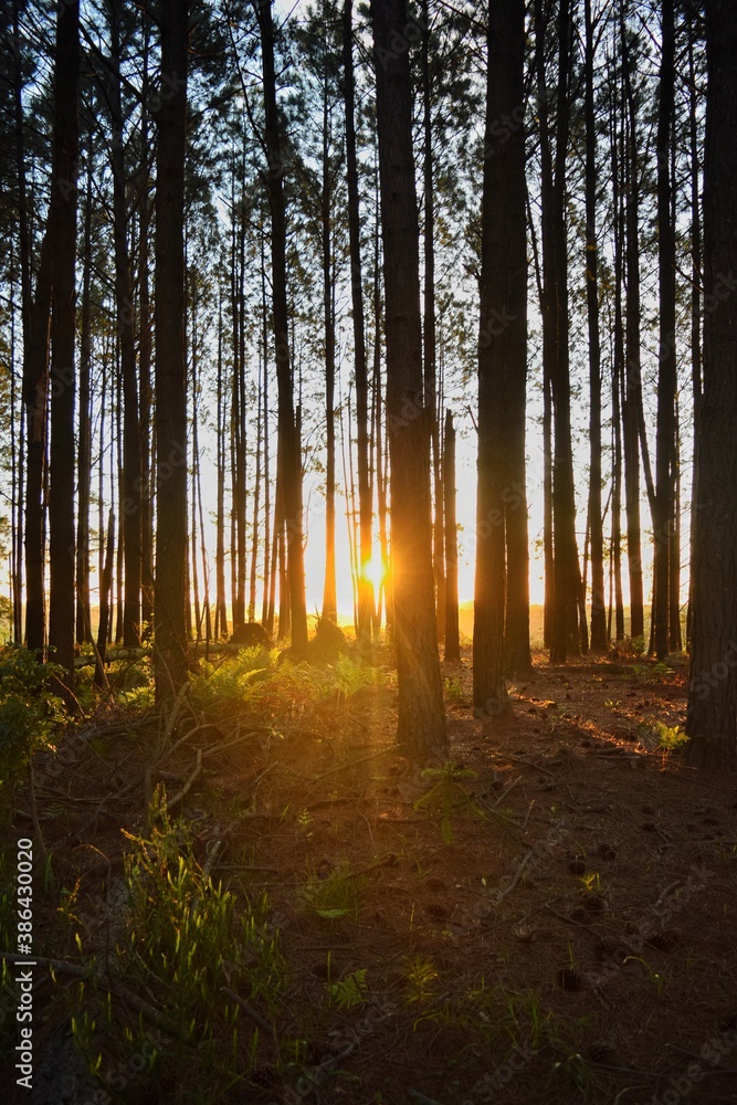 Obraz premium morning in the forest