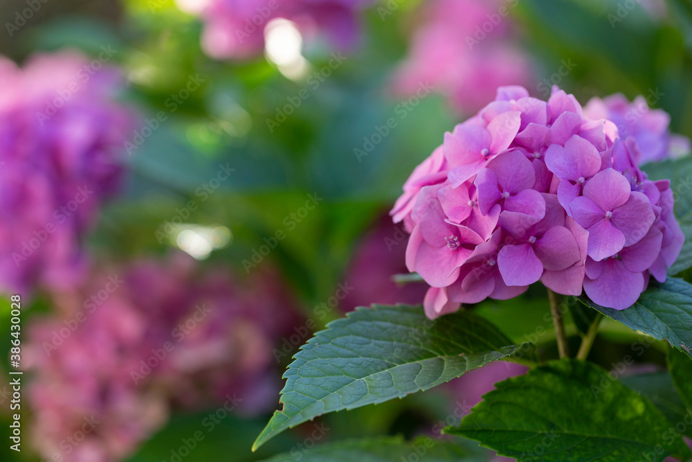 Purple Hydrangea flower (Hydrangea macrophylla) in a garden. Pink hydrangea flowers in the garden with blurred bokeh background. Purple Hydrangea flower (Hydrangea macrophylla) in a garden. Pink hydrangea flowers in the garden with blurred bokeh background.