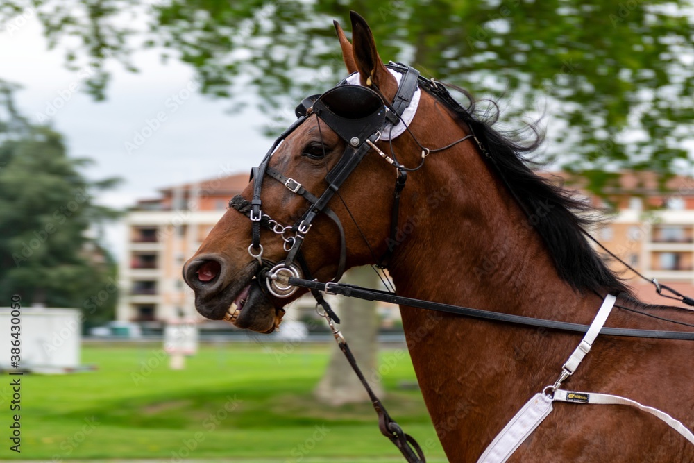 Obraz premium horse racing hippodrome of feurs