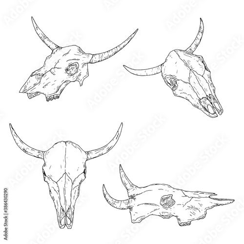 Bull skulls. Isolated on white. Vector illustrations. Hand-drawn.
