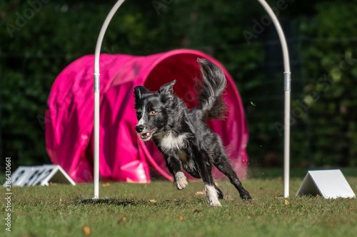 Hund im Hoopers Parcour