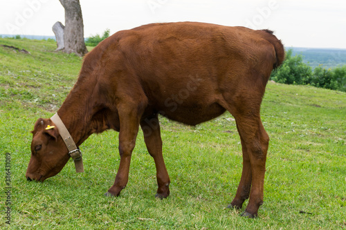 view of a red cow grazing in a meadow