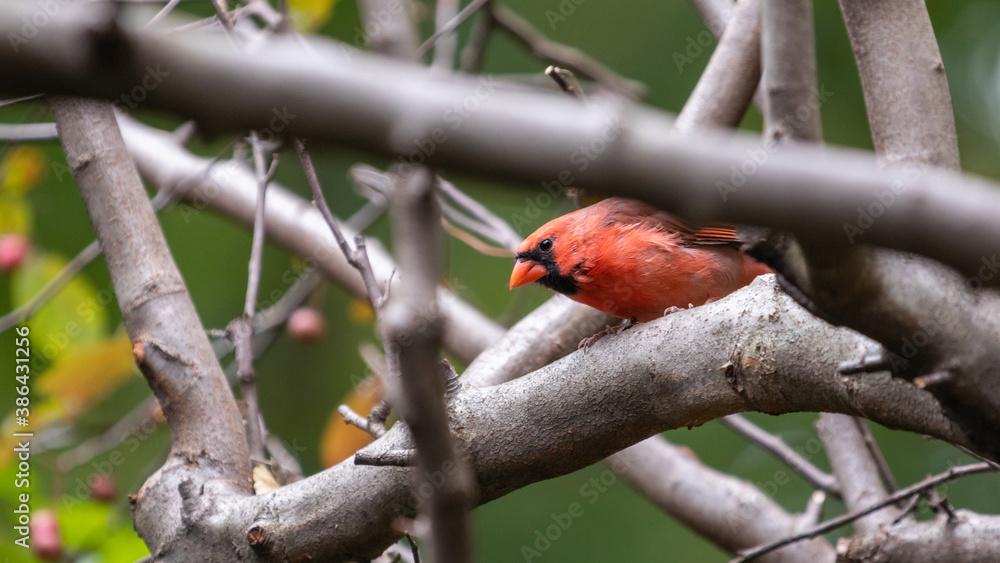 Cardinal peering through the branches on a fall day