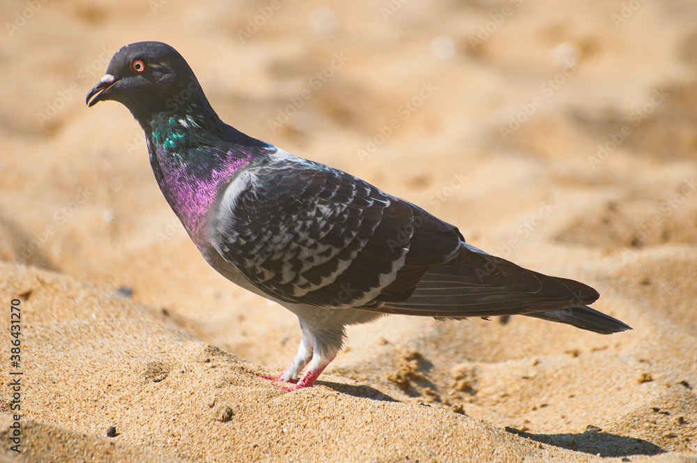 Obraz premium paloma playa