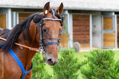 horse racing hippodrome of feurs