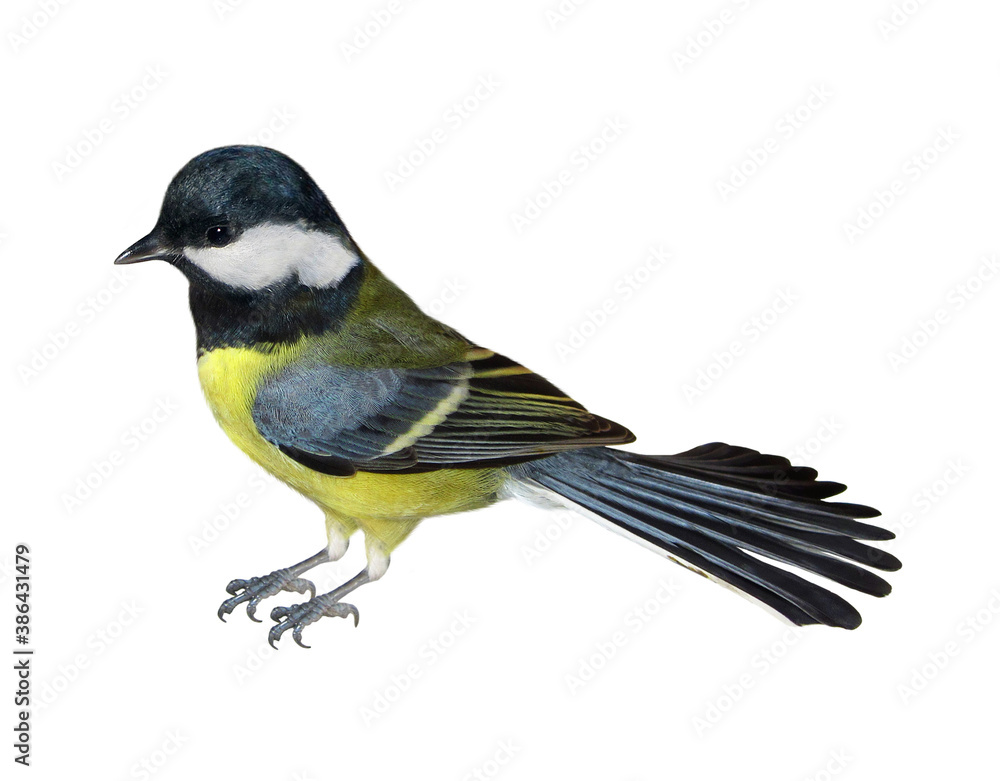 Naklejka premium There is a yellow bird titmouse. Side view. White background. Isolated.
