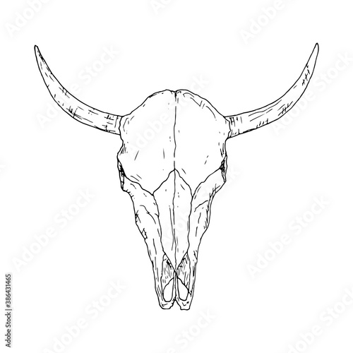 Cow skull. Vector illustration. Isolated object on a white background.