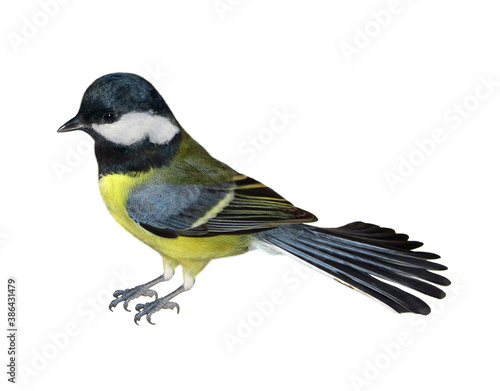There is a yellow bird titmouse. Side view. White background. Isolated.