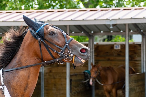 horse racing hippodrome of feurs © NAEPHOTO