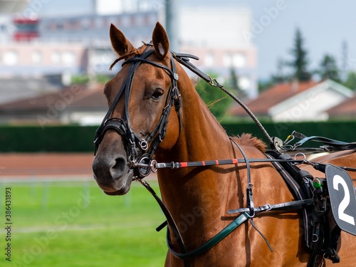 horse racing hippodrome of feurs