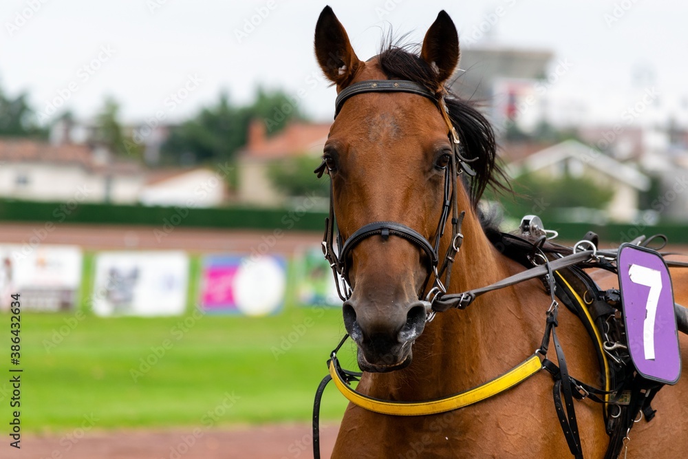 Fototapeta premium horse racing hippodrome of feurs