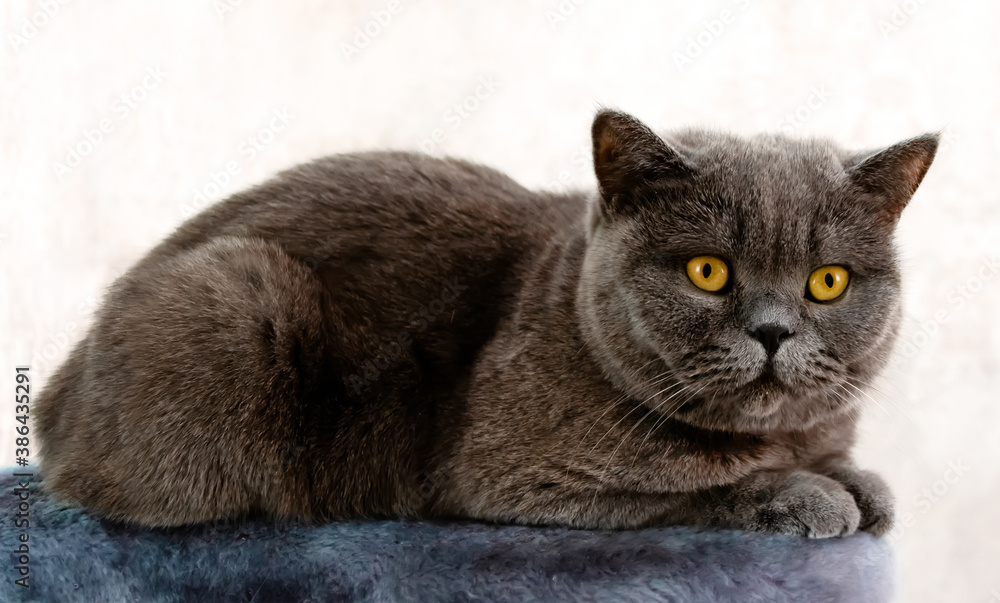 British shorthair cat with gray-brown fur. A surprised, noble, proud cat lies on a doormat. Close-up
