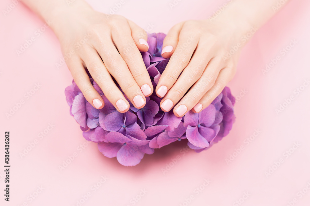 Fototapeta premium Woman hands with perfect pastel manicure holding hydrangea flower. Gentle pink nail polish, beautiful shape. Nail care concept.
