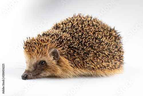 Closeup hedgehog
