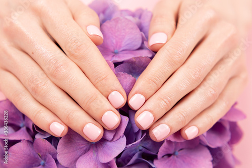 Woman hands with perfect pastel manicure holding hydrangea flower. Gentle pink nail polish  beautiful shape. Nail care concept.