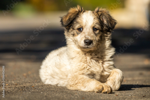 Fototapeta Naklejka Na Ścianę i Meble -  Portrait of a homeless fluffy puppy on the street