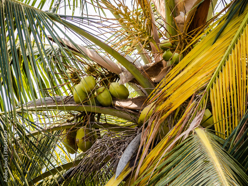 Close-up of coconut fruit among the leaves of the tree