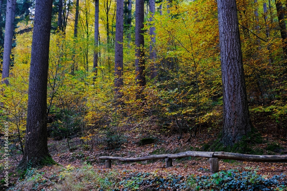 autumn in the forest, indian summer leaves autumn in the forest, indian summer leaves