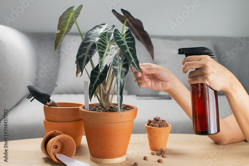 A woman is spraying Liquid fertilizer for the foliar feeding on the alocasia sanderiana bull or alocasia bambino in a clay pot and accessories on the table photo