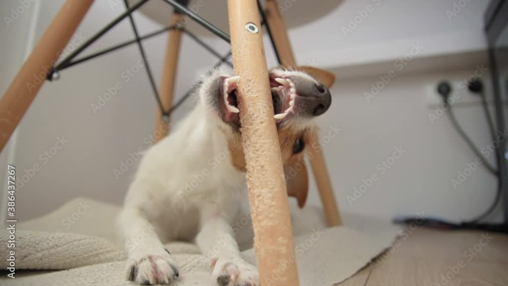 Dog chew wooden chair. Damage property and furniture by pet Stock Video