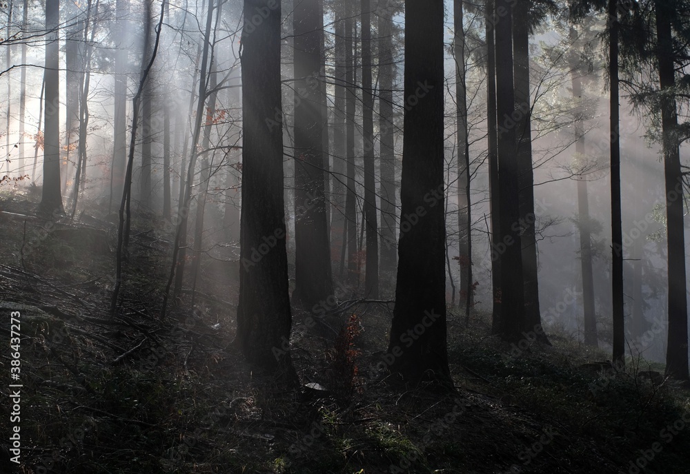 Fototapeta premium misty morning in the forest with sunlight