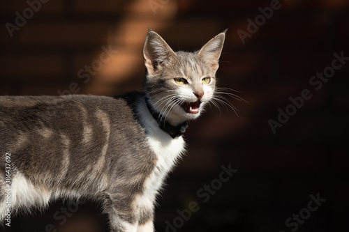 Wallpaper Mural The cat meows strongly looking for mom asks for help Torontodigital.ca