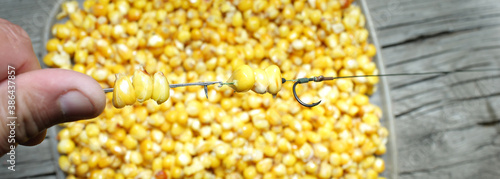 boiled carp for big fish and tackle