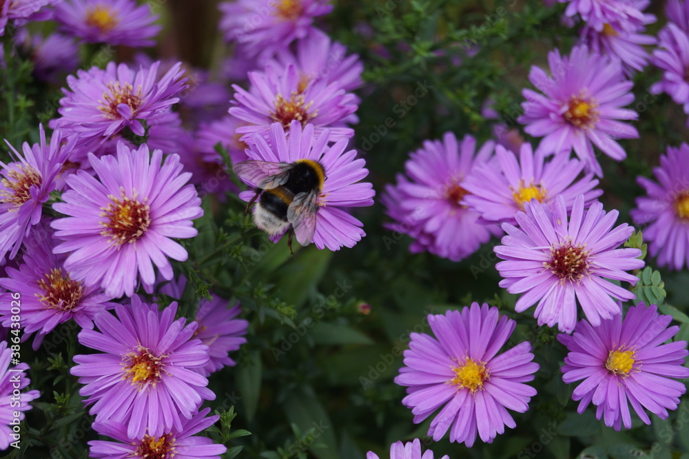 Hummel Hummel